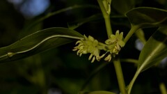 Coprosma lanceolaris