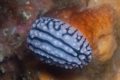 Phyllidiopsis gemmata