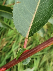 Salix triandra
