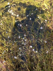 Symphyotrichum puniceum