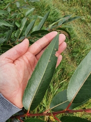 Salix triandra