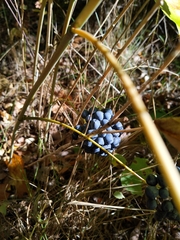 Smilax