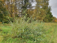 Salix triandra