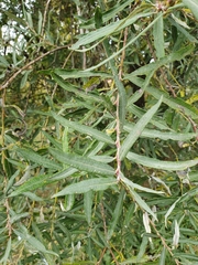 Salix eleagnos
