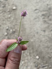 Gomphrena sonorae