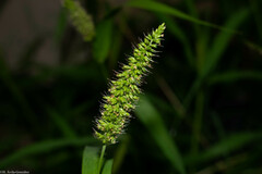 Setaria adhaerens