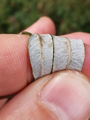 Salix eleagnos