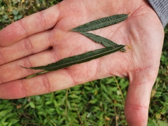 Salix eleagnos