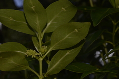 Coprosma lanceolaris