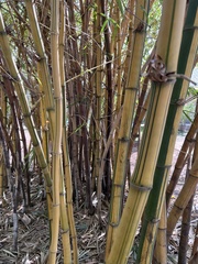 Bambusa