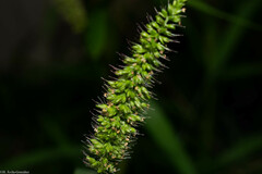 Setaria adhaerens