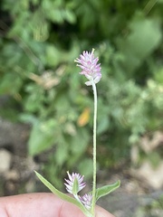 Gomphrena sonorae