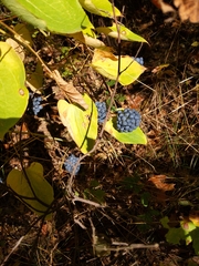 Smilax