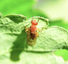 Sciomyzoidea