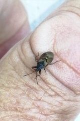 Gastrodes abietum