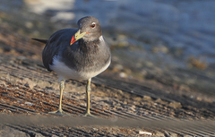 Ichthyaetus hemprichii