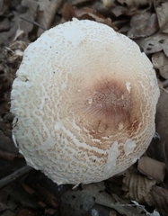 Lepiota