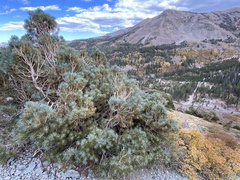 Pinus monophylla