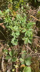 Potentilla canadensis