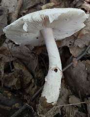 Lepiota