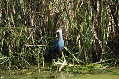 Porphyrio poliocephalus