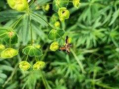 Trichopoda pictipennis