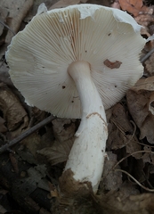 Lepiota