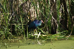 Porphyrio poliocephalus