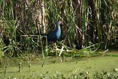 Porphyrio poliocephalus