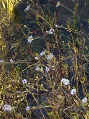 Symphyotrichum puniceum