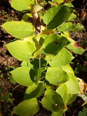 Smilax