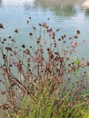 Decodon verticillatus