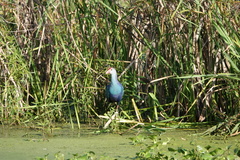 Porphyrio poliocephalus
