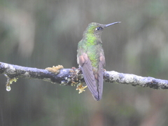 Boissonneaua flavescens
