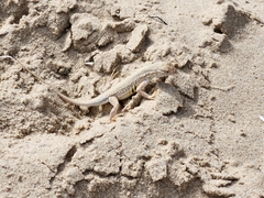 Holbrookia propinqua