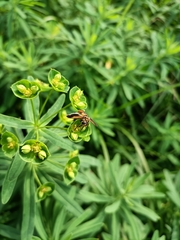 Trichopoda pictipennis