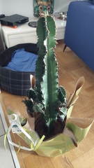 Euphorbia trigona