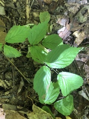 Rubus canadensis