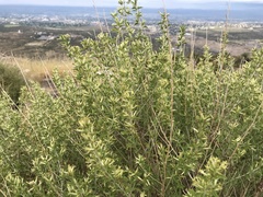 Brickellia laciniata