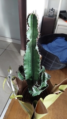 Euphorbia trigona