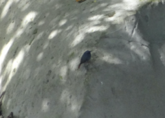 Phoenicurus fuliginosus