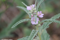 Sphaeralcea angustifolia