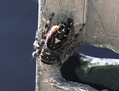 Phidippus californicus