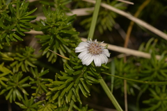 Olearia ballii