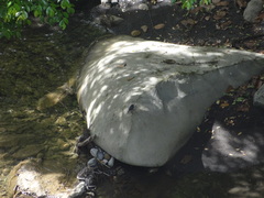 Phoenicurus fuliginosus