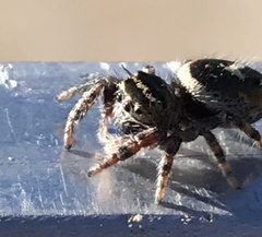 Phidippus californicus