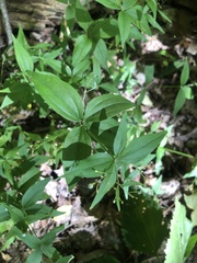 Galium latifolium