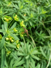 Trichopoda pictipennis