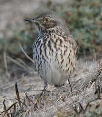 Oreoscoptes montanus