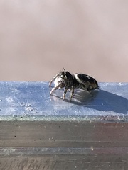 Phidippus californicus